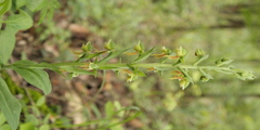Habenaria virens